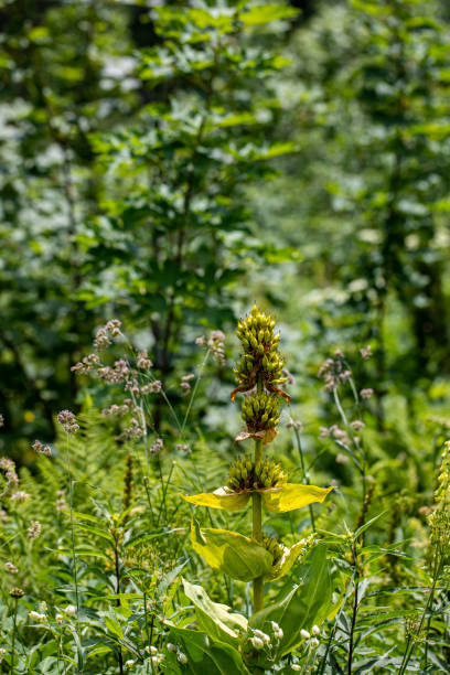 istock Gentiana lutea growing in mountains 1472016685