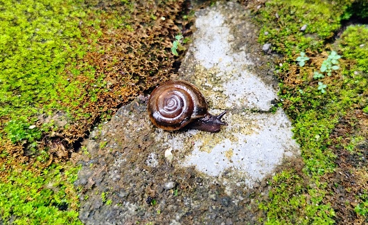 dark bodied glass snail on the mossy ground