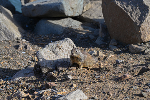 European ground squirrel (Spermophilus citellus) in natural habitat