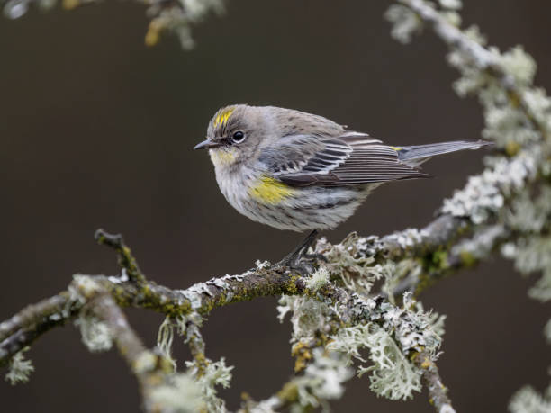 Yellow-rumped Warbler perched on a tree branch in the Willamette Valley of Oregon. Has a soft, dark defocused background.