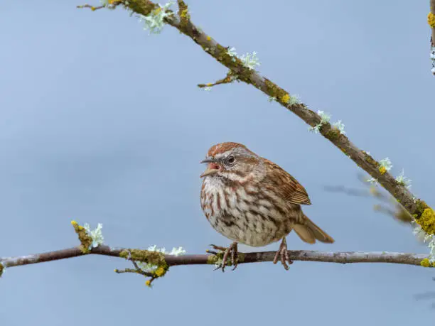 A song sparrow perched on a tree branch in the Willamette Valley of Oregon. Has a soft, defocused blue background.