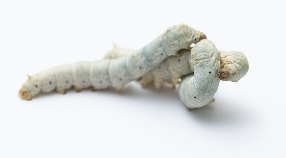 Three silkworms on white background.