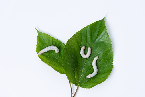 Three silkworms eating mulberry leaves.