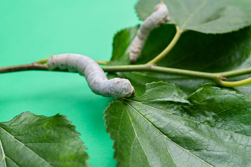 Two silkworms eating mulberry leaves.
