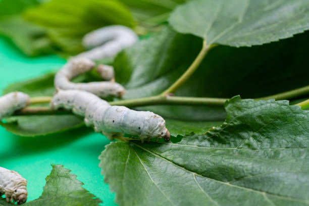 istock Group of silkworms eating mulberry leaves 1472019758