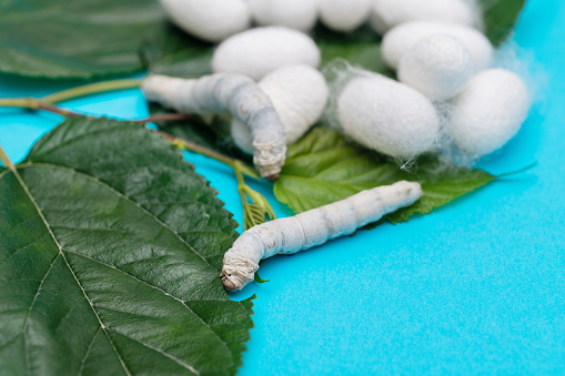 Silkworm and silkworm coocoons on mulberry leaves.