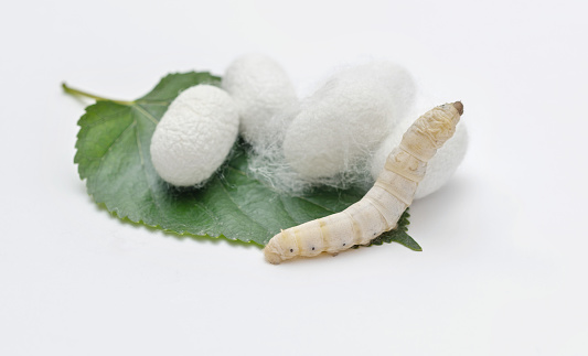 Silkworm and silkworm coocoons on mulberry leaves.