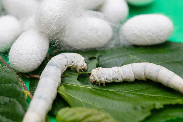 istock Silkworm and silkworm coocoons on mulberry leaves 1472019876