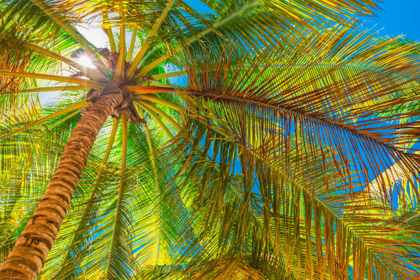 Coconut Palm Tree against blue sunny sky on a tropical island beach