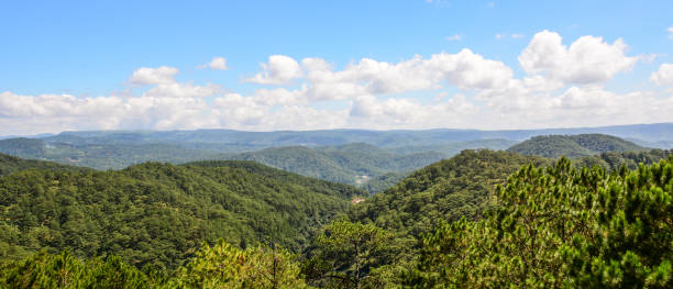 istock Pine trees at green forest in summer day 1472021926