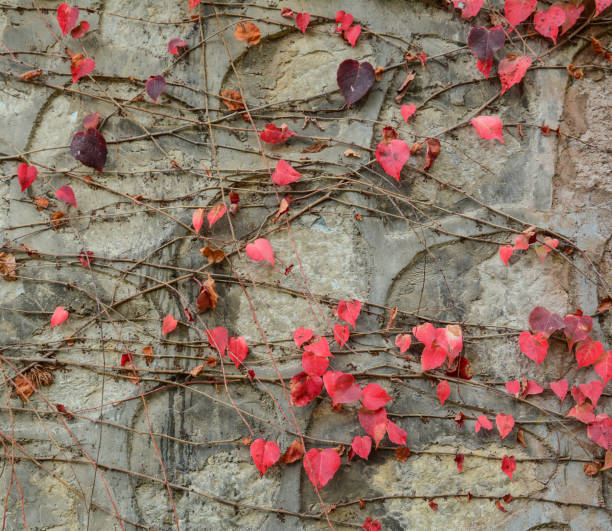 istock Wall covered in ivy with colorful leaves 1472022048