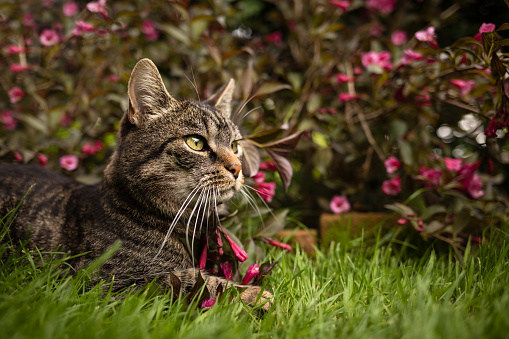 Pretty european tabby shorthair cat lies on grass near bush with red flowers and looks to the right. In the summery garden with a weigela plant