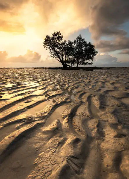 Lone mangrove tree on the low tide beach at sunset in Andaman Islands, India