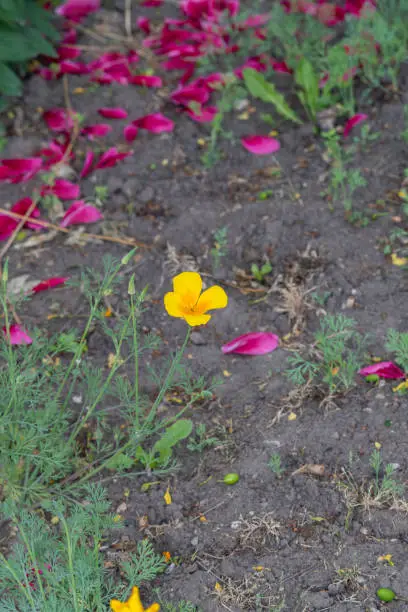 California Golden Poppy (Eschscholzia californica)