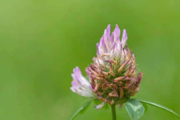 Red clover flower - (Trifolium pratense) in the garden