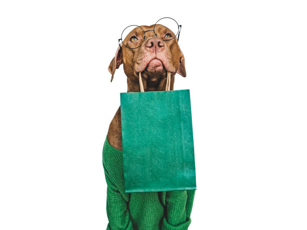 istock Lovable, pretty puppy holding a shopping bag 1472025537