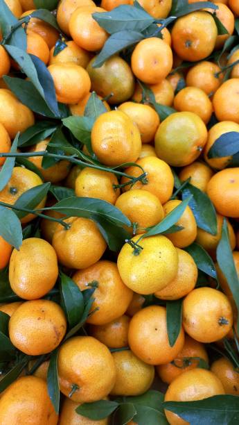 istock Fresh Small Green-Leafed Oranges in the Fruit Store - Portait Mode 1472025567