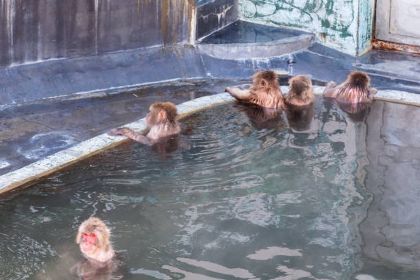 istock Japanese macaque soaking in an open-air bath 1472026359