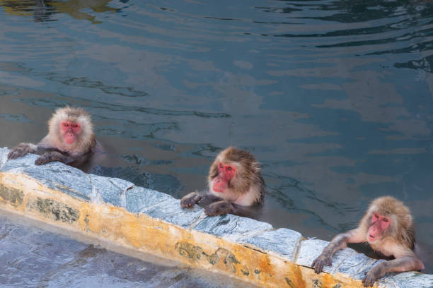 istock Japanese macaque soaking in an open-air bath 1472026522