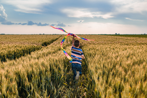 Happy little boy is pretending to be an airplane, while running through green wheat field with a kite.