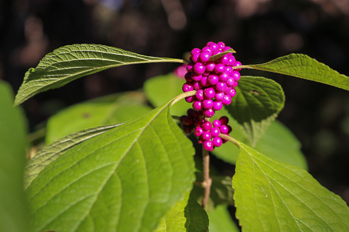 Closeup of a Pink Callicarpa Americana the American Beauty Berry in the Central Texas Hill Country