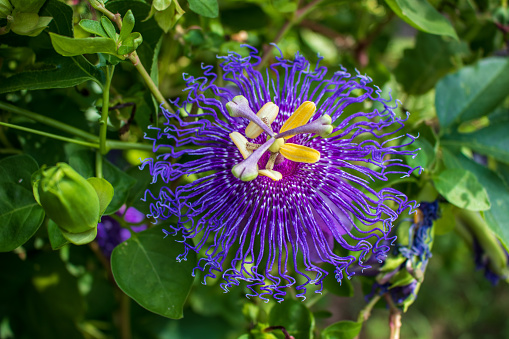 Closeup purple passion flower  Passiflora incarnata also known as Krishan-kamal