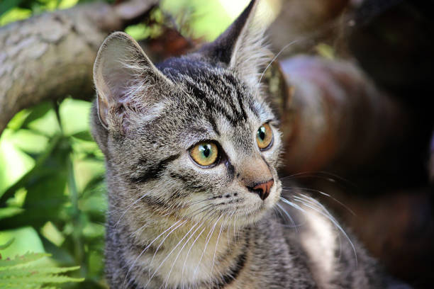 istock Kitten with an alert and excited expression on its face 1472029029