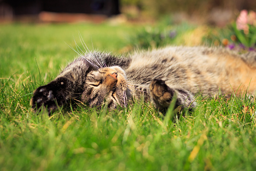 The cat lies on its back with outstretched paws in the grass and relaxes in the sun. Portrait of a gray-brown tabby cat in the garden. Soft green grass background.
