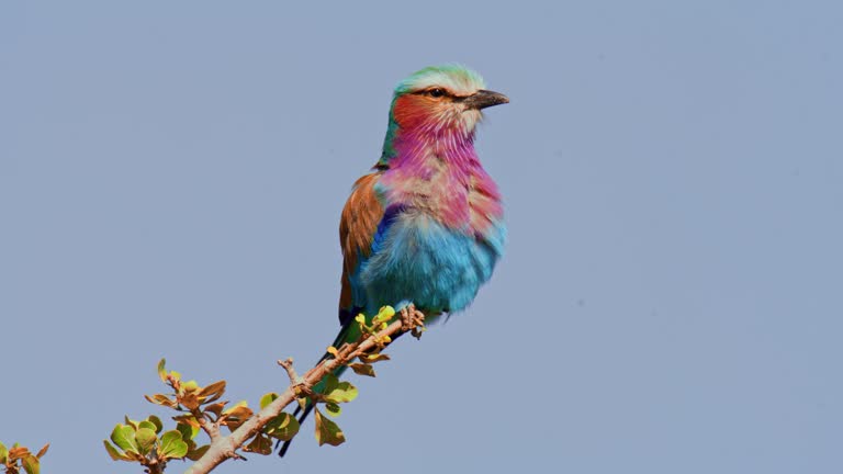 Lilac breasted roller perching on tree branch