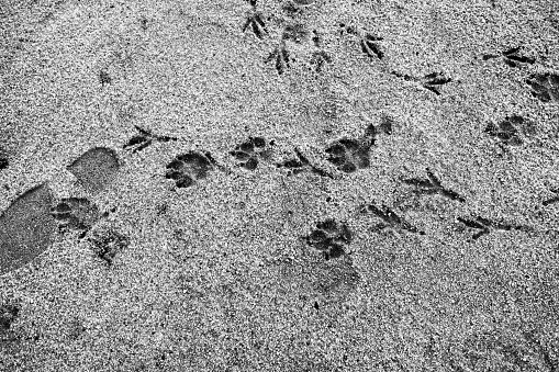 Dog footprint, crow footprint, human footprint