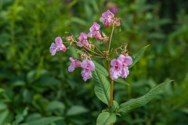 himalaya-balsam (impatiens glandulifera) blumen - indisches springkraut stock-fotos und bilder