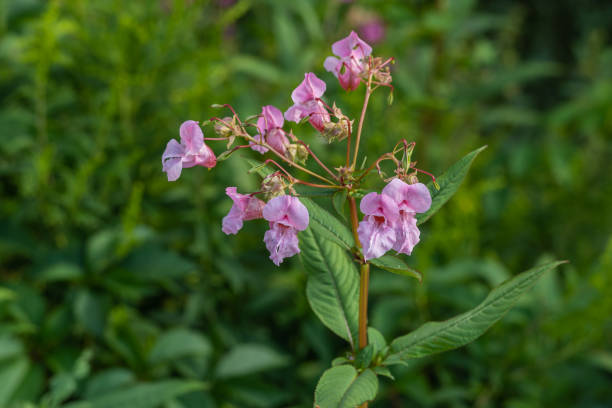 himalayan balsam (impatiens glandulifera)  flowers - flower head annual beauty close up imagens e fotografias de stock