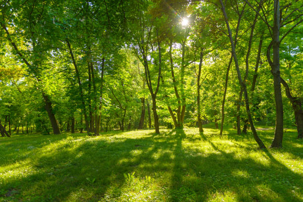 istock Scenic green nature forest landscape with fresh green deciduous trees growing from the grass at spring time, with sun casting its warm rays through the foliage. Woods park background, beautiful nature 1472034521