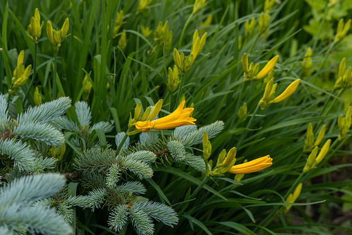 Yellow day lily flower (Hemerocallis lilioasphodelus)