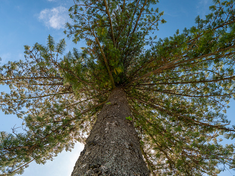 Pine tree low angle shot