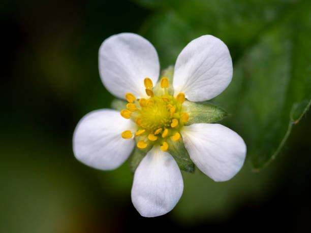 Close up strawberry flower