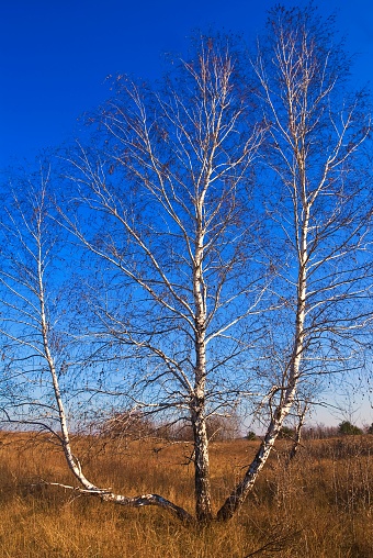 Winter forest with birch trees without leaves