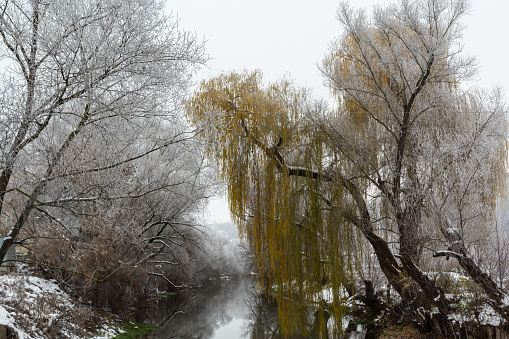 Weeping willow blowing in the wind on an autumn day in Connecticut