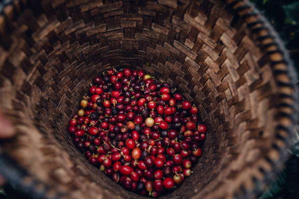 istock Raw coffee beans in an agricultural basket,cherry coffee beans 1472040844