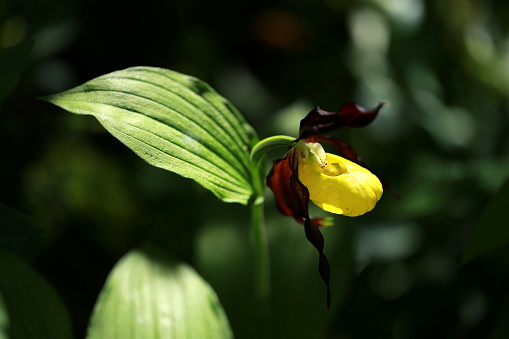 The yellow lady's slipper is one of the most beautiful European orchid species and is protected in all countries. It can be found up to altitudes of over 2000 m (6500 feet)