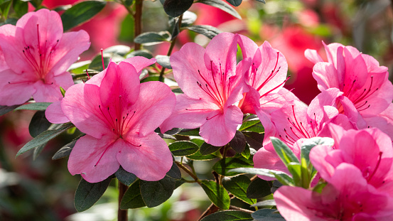 Pink Rhododendron 'Scintillation'  in flower.