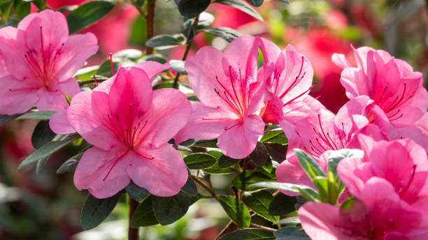 Beautiful flower header stock photo