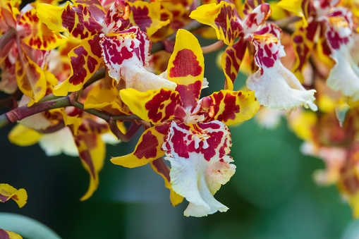 Colorful tiger orchid flowers. Yellow exotic flowers close up