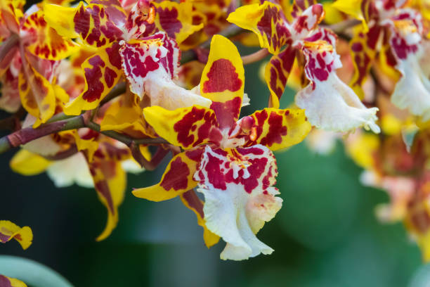 Colorful tiger orchid flowers. stock photo