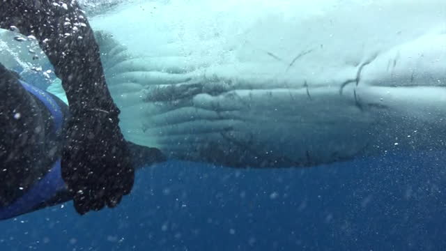 Whale vertically floats to surface of water near whale calf.