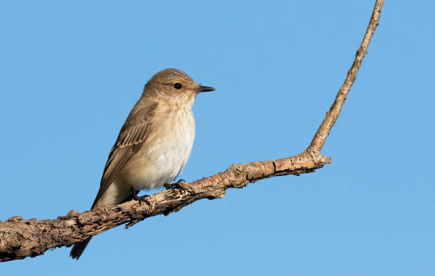 istock Spotted flycatcher, Muscicapa striata. A bird sits on a tree branch against the sky 1472042989
