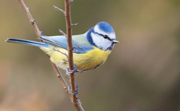 istock Eurasian blue tit, Cyanistes caeruleus. A bird sits on a thin twig 1472043550
