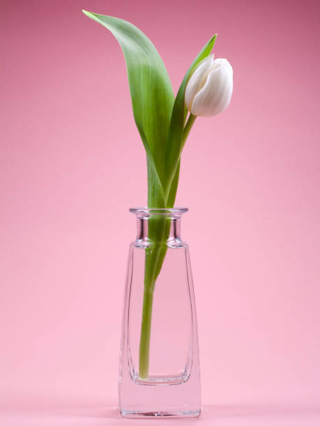 istock white tulip in a transparent vase against a pink background 1472044110