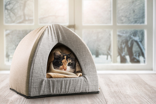 Domestic cat rests in the warm kennel in winter season.
