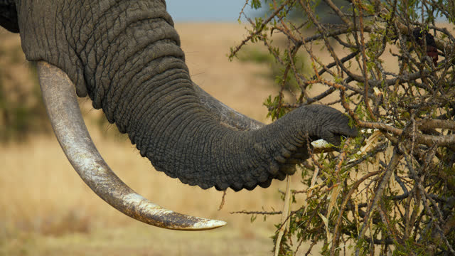 Elephants eating bush at masai mara plains. Elephants lunch.